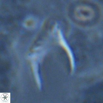Ceratolithus armatus VR 08391