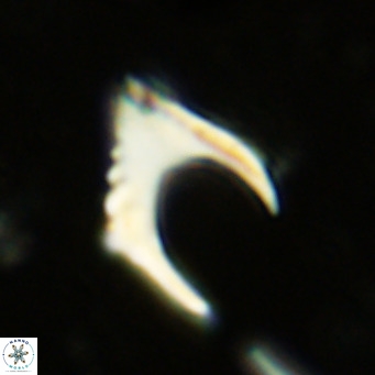 Ceratolithus armatus VR 08399