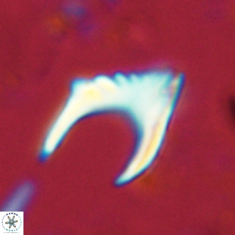Ceratolithus armatus VR 08402
