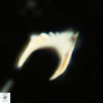 Ceratolithus armatus VR 08403