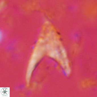 Ceratolithus armatus VR 08730
