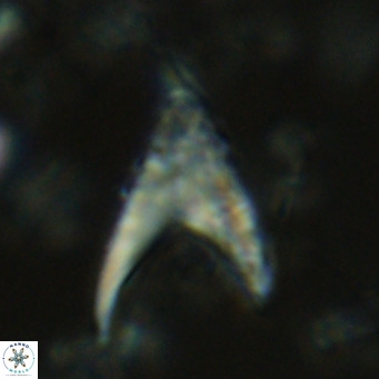 Ceratolithus armatus VR 08731