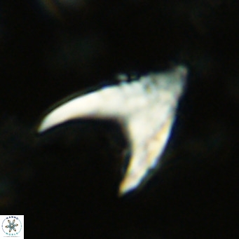 Ceratolithus armatus VR 08739