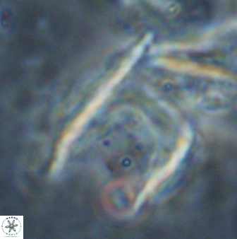 Ceratolithus atlanticus 43442