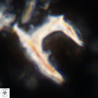 Ceratolithus atlanticus 43433