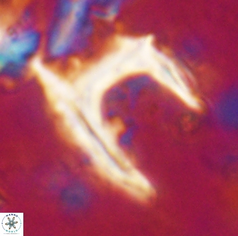Ceratolithus atlanticus 43434