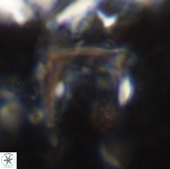 Ceratolithus atlanticus 43436