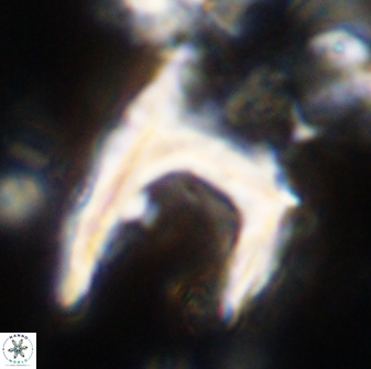 Ceratolithus atlanticus 43437