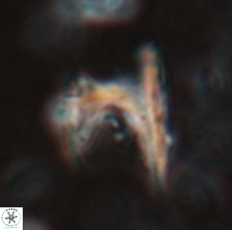 Ceratolithus atlanticus 26341