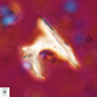 Ceratolithus atlanticus 26343