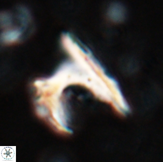 Ceratolithus atlanticus 26344
