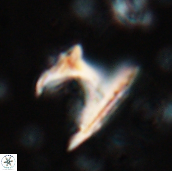 Ceratolithus atlanticus 26345