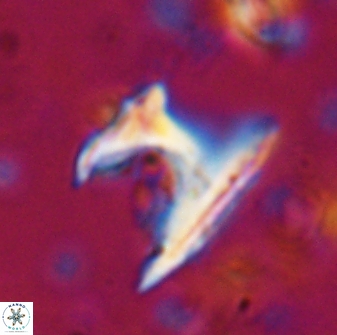 Ceratolithus atlanticus 26346