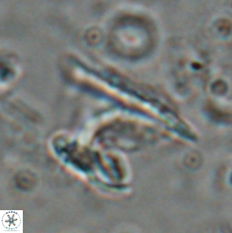 Ceratolithus atlanticus 26348