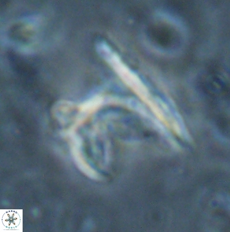 Ceratolithus atlanticus 26350