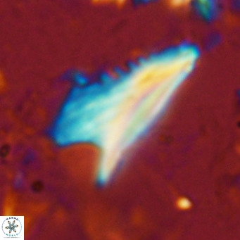 Ceratolithus dontia VR 07138