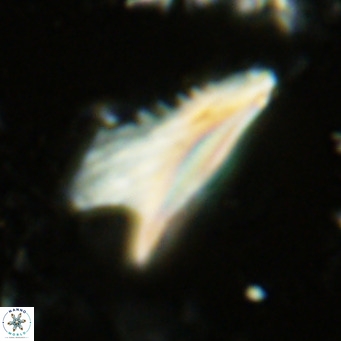Ceratolithus dontia VR 07139