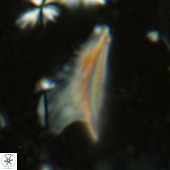 Ceratolithus dontia VR 07144