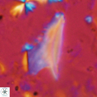 Ceratolithus dontia VR 07145
