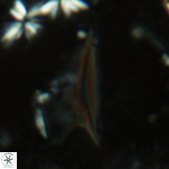 Ceratolithus dontia VR 07146