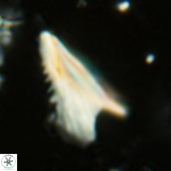 Ceratolithus dontia VR 07149