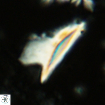 Ceratolithus dontia VR 07140