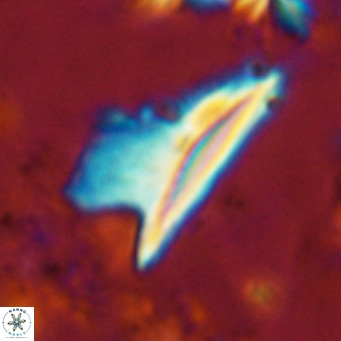 Ceratolithus dontia VR 07141