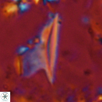 Ceratolithus dontia VR 07142