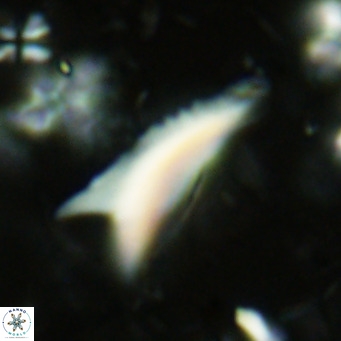 Ceratolithus dontia VR 07159