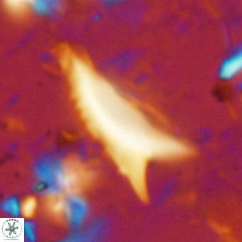 Ceratolithus dontia VR 07165