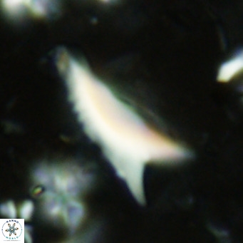 Ceratolithus dontia VR 07166
