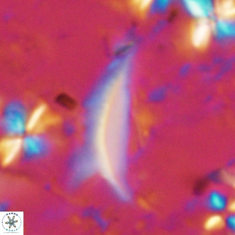 Ceratolithus dontia VR 07162