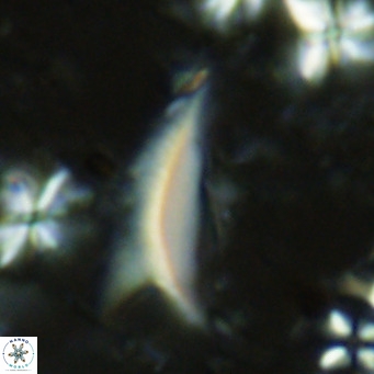 Ceratolithus dontia VR 07163