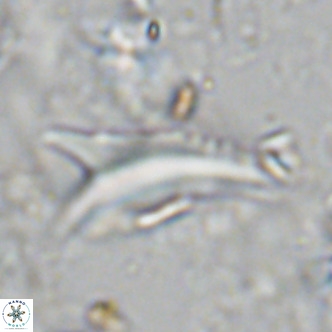 Ceratolithus dontia VR 07176