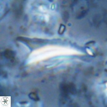 Ceratolithus dontia VR 07177