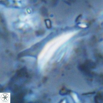 Ceratolithus dontia VR 07178