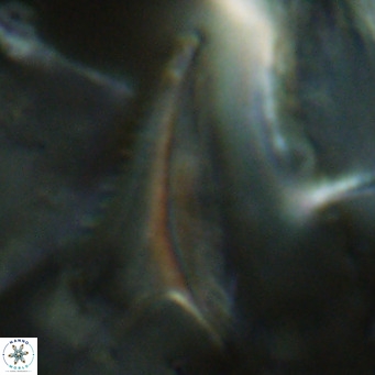 Ceratolithus dontia VR 07206