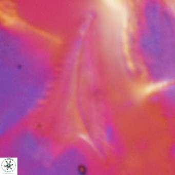 Ceratolithus dontia VR 07207