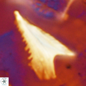 Ceratolithus dontia VR 07200