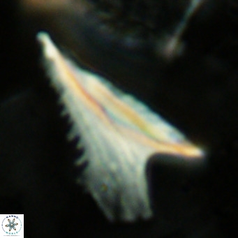 Ceratolithus dontia VR 07201