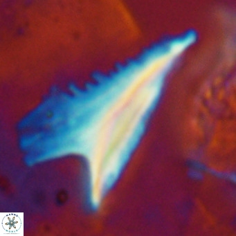 Ceratolithus dontia VR 07211