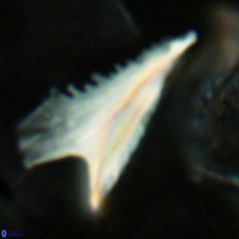 Ceratolithus dontia VR 07212