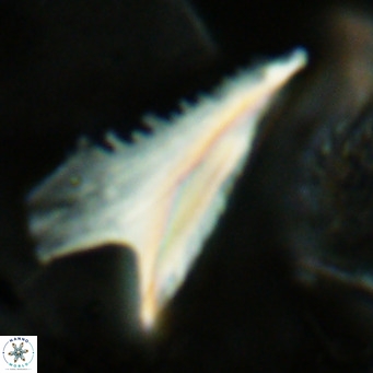 Ceratolithus dontia VR 07212