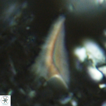 Ceratolithus dontia VR 07358