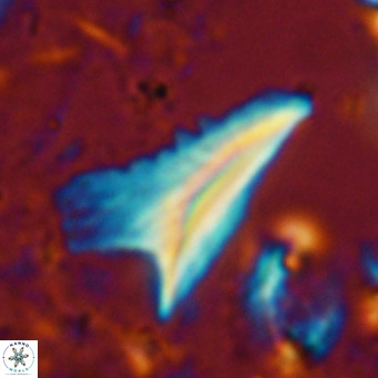 Ceratolithus dontia VR 07365