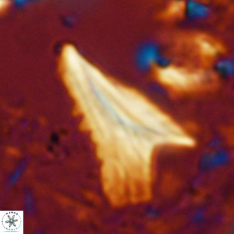 Ceratolithus dontia VR 07365