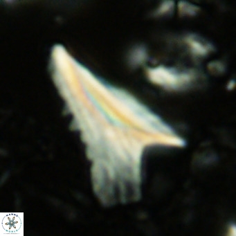 Ceratolithus dontia VR 07365