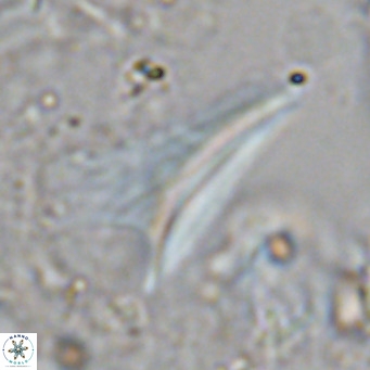 Ceratolithus dontia VR 07374
