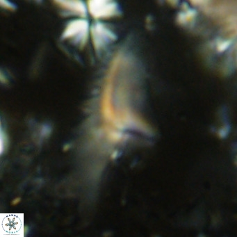Ceratolithus dontia VR 08154
