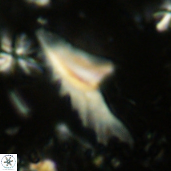 Ceratolithus dontia VR 08155